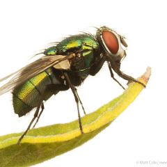 MYN Greenbottle Fly 